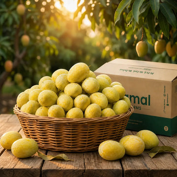 Safdar Mango – Premium Sweet Mango | Farm Fresh Delivery in Pakistan